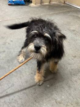 Biscuit -  Schnauzer Dog for Adoption in Swainsboro, Georgia - Biscuit | PetCurious