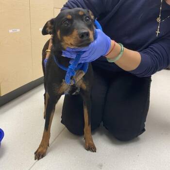 Penny -  Doberman Pinscher Dog for Adoption in Pasadena, California - Penny | PetCurious