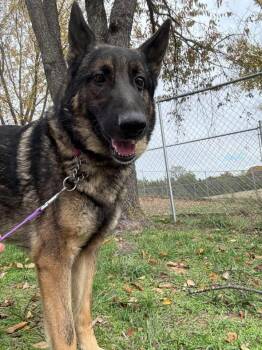 Rescue German Shepherd Dog Dogs for Adoption in Jefferson City, Missouri - Dunkin | PetCurious