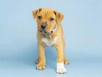 Pit Bull Terrier and Chow Chow Dogs Available for Adoption in Phoenix, Arizona - HAVARTI | PetCurious
