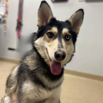 ZEUS -  Siberian Husky Dog for Adoption in Aurora, Colorado - ZEUS | PetCurious