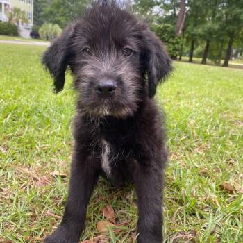 Wirehaired Terrier Dogs Available for Adoption in Wando, South Carolina - Otis | PetCurious