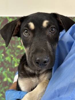Rescue Shepherd and Mixed Breed Dogs for Adoption in San Antonio, Texas - Wonderboy | PetCurious