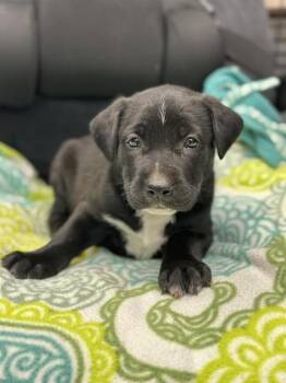 CASHEW -  Labrador Retriever and Mixed Breed Dog for Adoption in Stockton, California - CASHEW | PetCurious