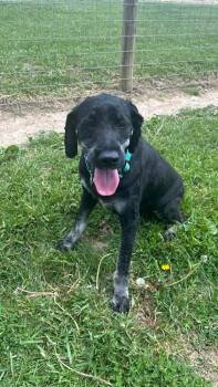 RC Adam -  Labradoodle Dog for Adoption in Aurora, Indiana - RC Adam | PetCurious