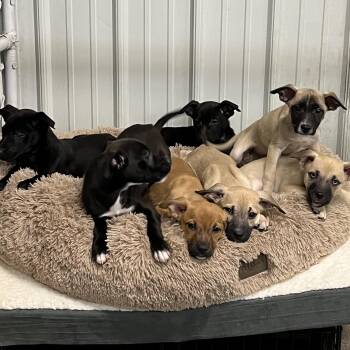Labrador Retriever and Terrier Dogs Available for Adoption in Elkton, Michigan - Puppies 1 Thru 7 | PetCurious