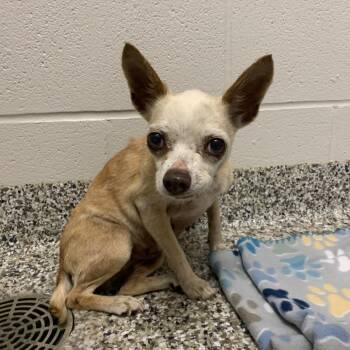 Chihuahua Dogs Available for Adoption in Morganton, North Carolina - Penny | PetCurious