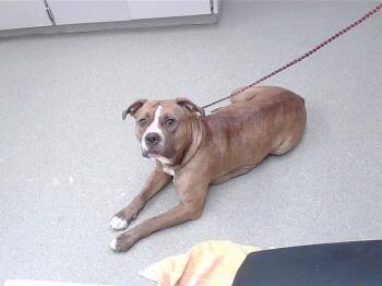 ROXY -  Boxer and Mixed Breed Dog for Adoption in Omaha, Nebraska - ROXY | PetCurious