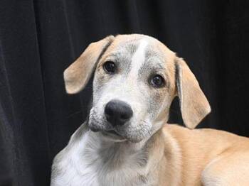 Coffee -  Labrador Retriever Dog for Adoption in Portland, Oregon - Coffee | PetCurious