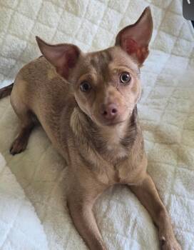 Bunny -  Chihuahua Dog for Adoption in Lexington, Kentucky - Bunny | PetCurious