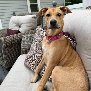 Lilly -  Mixed Breed Dog for Adoption in Yaphank, New York - Lilly | PetCurious