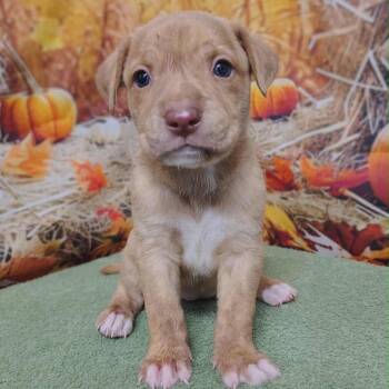 Rescue Labrador Retriever and Hound Dogs for Adoption in Griswold, Connecticut - Olympia | PetCurious