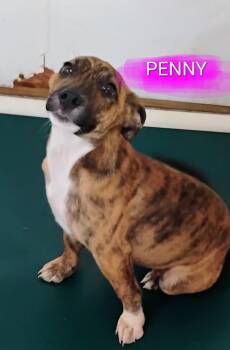 PENNY -  Catahoula Leopard Dog and Pit Bull Terrier Dog Available for Adoption in Saint Jo, Texas - PENNY | PetCurious