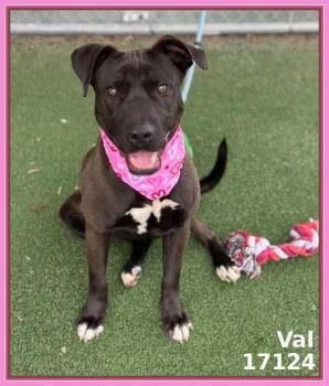 Pit Bull Terrier and American Staffordshire Terrier Dogs Available for Adoption - VAL | PetCurious
