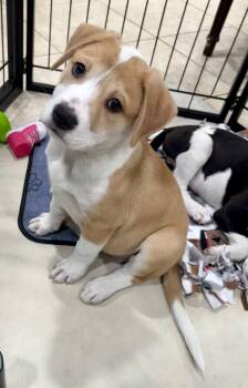 Fargo -  Labrador Retriever and Terrier Dog for Adoption in West Palm Beach, Florida - Fargo | PetCurious