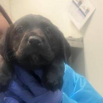 Black Labrador Retriever Dogs Available for Adoption - Leonardo | PetCurious