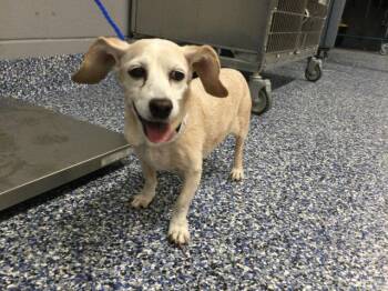 BAILEY -  Chihuahua and Dachshund Dog for Adoption in Thousand Palms, California - BAILEY | PetCurious