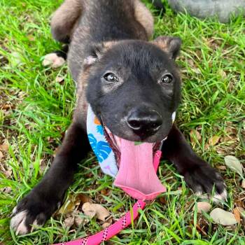 Belgian Shepherd Malinois and German Shepherd Dog Dogs Available for Adoption in San Antonio, Texas - Penny Puppy | PetCurious