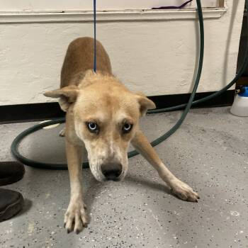 Rescue Shepherd and Husky Dogs for Adoption in Douglas, Arizona - (CCSO) Smiles | PetCurious