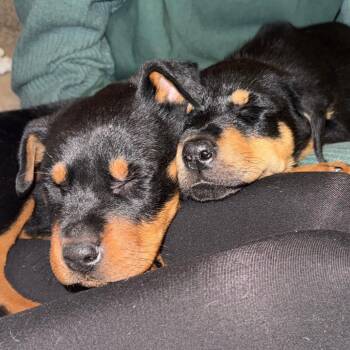 Rottweiler and Mixed Breed Dogs Available for Adoption - Tundra | PetCurious