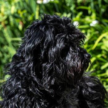 Rocky -  Poodle and Mixed Breed Dog for Adoption in Council Bluffs, Iowa - Rocky | PetCurious