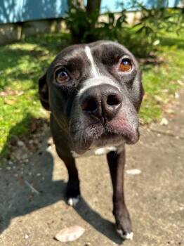 Mr.Motown -  Pit Bull Terrier and Mixed Breed Dog for Adoption in New Orleans, Louisiana - Mr.Motown | PetCurious