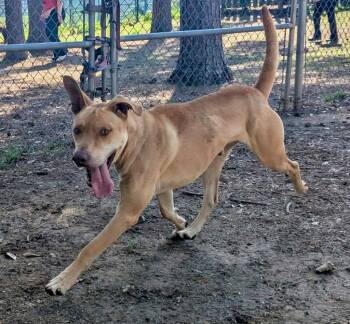 Shepherd Dogs Available for Adoption - Apollo | PetCurious