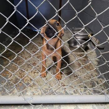 Acorn -  Shepherd and Mixed Breed Dog for Adoption in Austin, Texas - Acorn | PetCurious