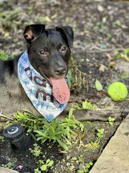 Rescue American Staffordshire Terrier and Black Labrador Retriever Dogs for Adoption in Baytown, Texas - Mr Beans | PetCurious
