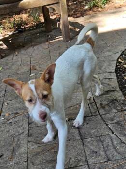 Rescue Terrier Dogs for Adoption in Richmond, Texas - Egret | PetCurious