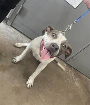 GENOVISIA -  Mixed Breed Dog for Adoption in Dallas, Texas - GENOVISIA | PetCurious
