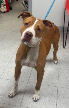 26-0511D -  Pit Bull Terrier Dog for Adoption in Sorrento, Louisiana - 26-0511D | PetCurious