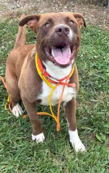 Rescue Labrador Retriever Dogs for Adoption in Washington Court House, Ohio - Hank | PetCurious