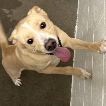 Labrador Retriever Dogs Available for Adoption in Manhattan, Kansas - Buddy | PetCurious