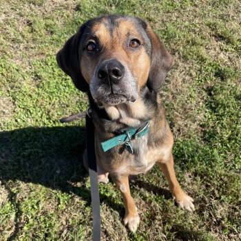 Rescue Hound Dogs for Adoption in Springfield, Missouri - Copper | PetCurious