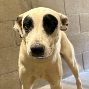 Gaban -  Labrador Retriever Dog for Adoption in Yuma, Arizona - Gaban | PetCurious