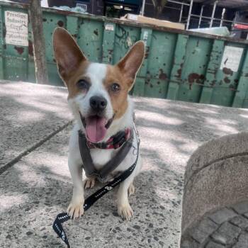 Jack Russell Terrier Dogs Available for Adoption in New York, New York - Indigo | PetCurious