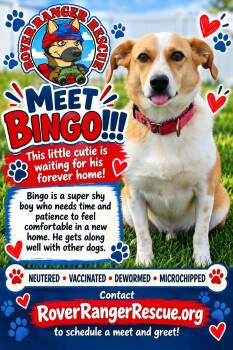 Bingo -  Cattle Dog Dog for Adoption in Wrightwood, California - Bingo | PetCurious