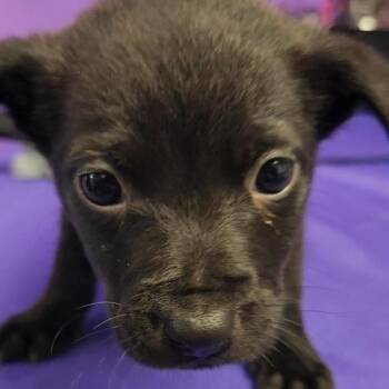 Mixed Breed Dogs Available for Adoption in North Myrtle Beach, South Carolina - Norbit | PetCurious