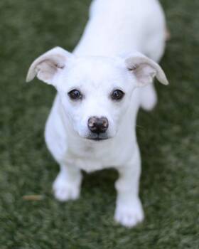 Chihuahua and Poodle Dogs Available for Adoption in Novato, California - Puca | PetCurious