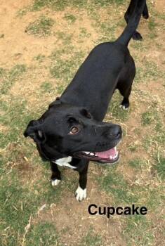 Rescue Labrador Retriever Dogs for Adoption in Zimmerman, Minnesota - Cupcake | PetCurious
