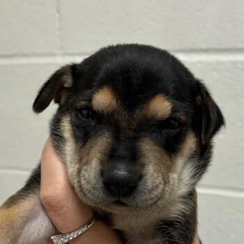 Kelp -  Carolina Dog and Mixed Breed Dog for Adoption in Corpus Christi, Texas - Kelp | PetCurious