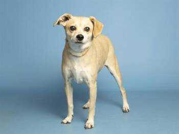 Chihuahua Dogs Available for Adoption in Phoenix, Arizona - CHEECH | PetCurious