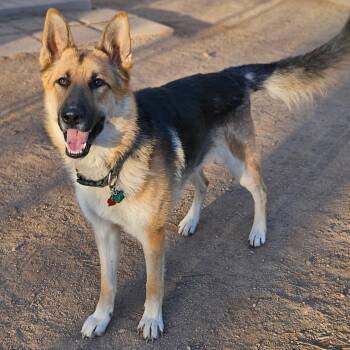 Gunner -  German Shepherd Dog Dog for Adoption in Denver, Colorado - Gunner | PetCurious