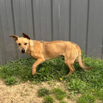 Thumper -  Terrier and Mixed Breed Dog for Adoption in Brownsboro, Alabama - Thumper | PetCurious