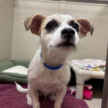 King J 54361 -  Jack Russell Terrier Dog for Adoption in Las Vegas, Nevada - King J 54361 | PetCurious