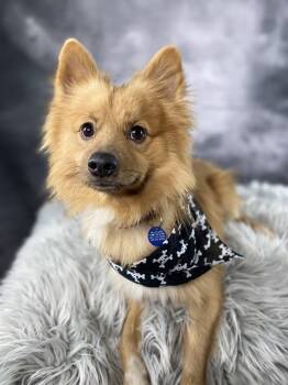 Phoenix -  Pomeranian Dog for Adoption in Garland, Texas - Phoenix | PetCurious