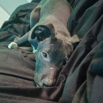 Black Labrador Retriever and Pit Bull Terrier Dogs Available for Adoption in Columbia, Missouri - Matteo | PetCurious