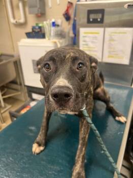 GYPSY -  Mixed Breed Dog for Adoption in Mobile, Alabama - GYPSY | PetCurious
