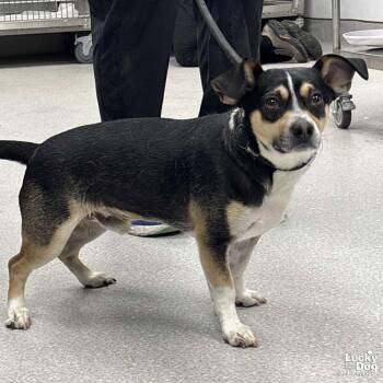 Beagle Dogs Available for Adoption - Randolph | PetCurious